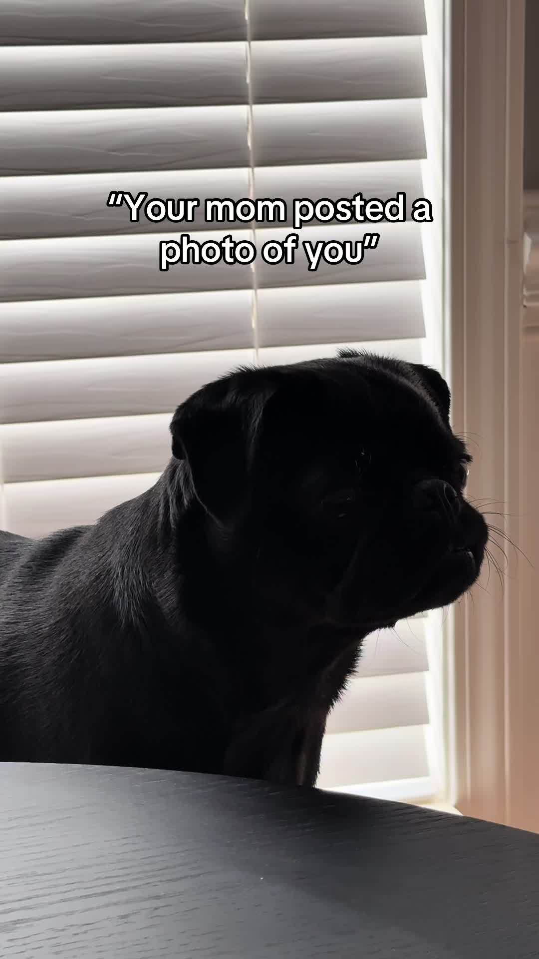 @SirEdmundThePug