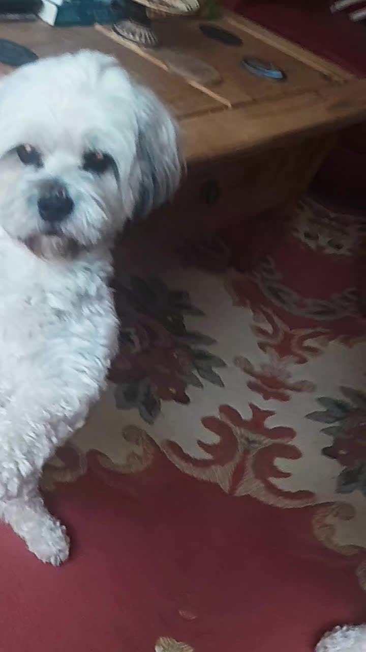 @Teddy bear dancingdog