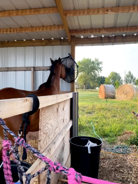 @Horses TikTok