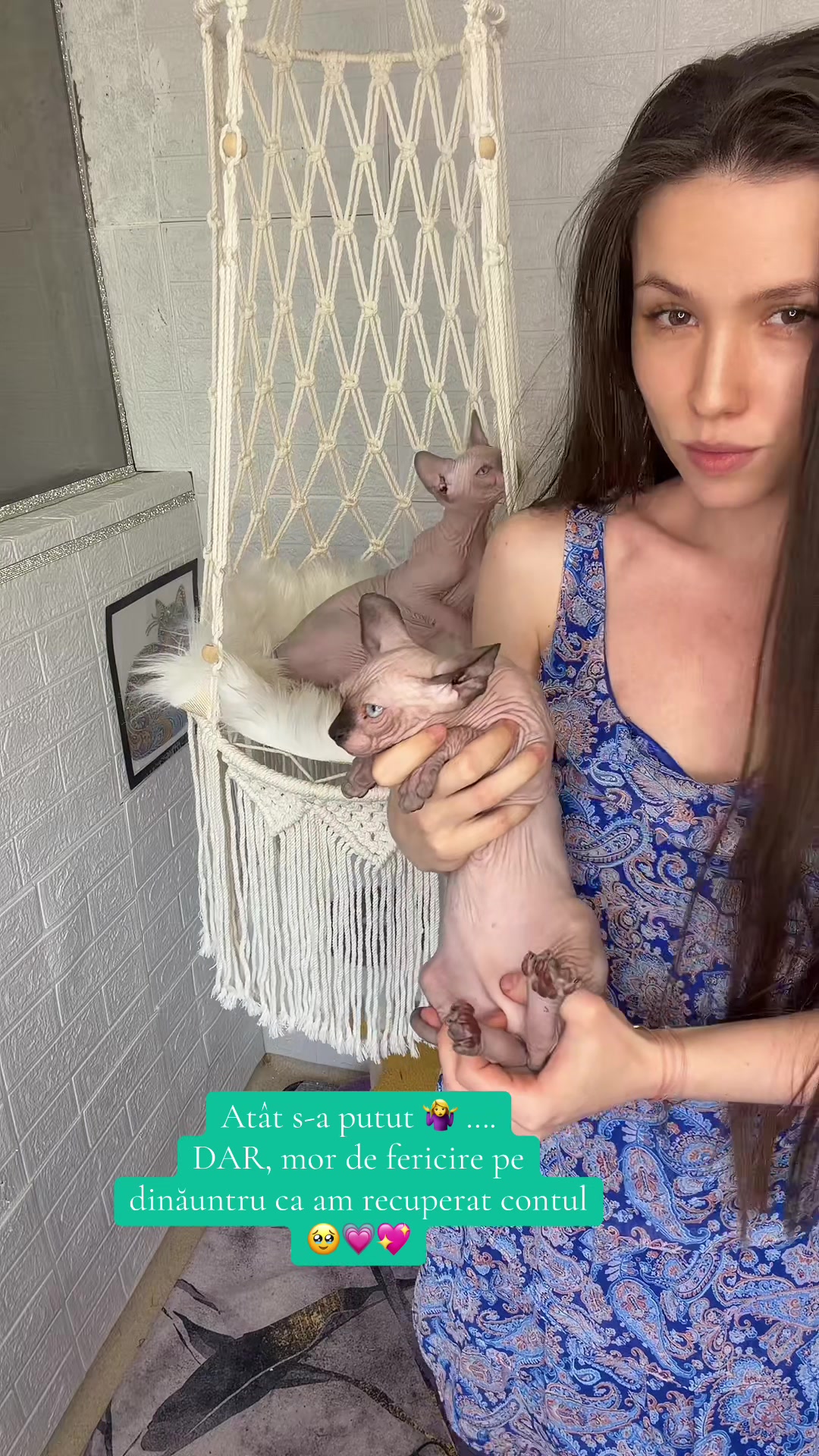 @Diana Ciortan Sphynx Romania