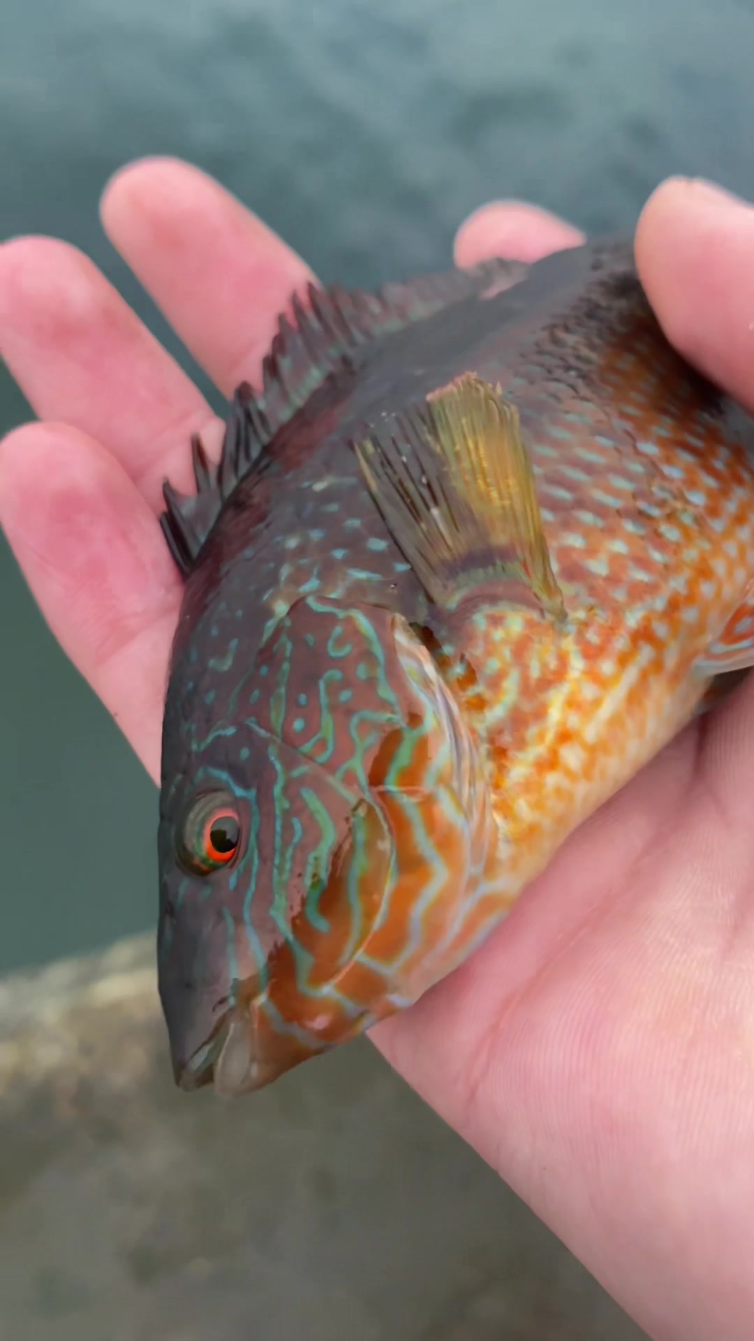 @alfie_fishes_