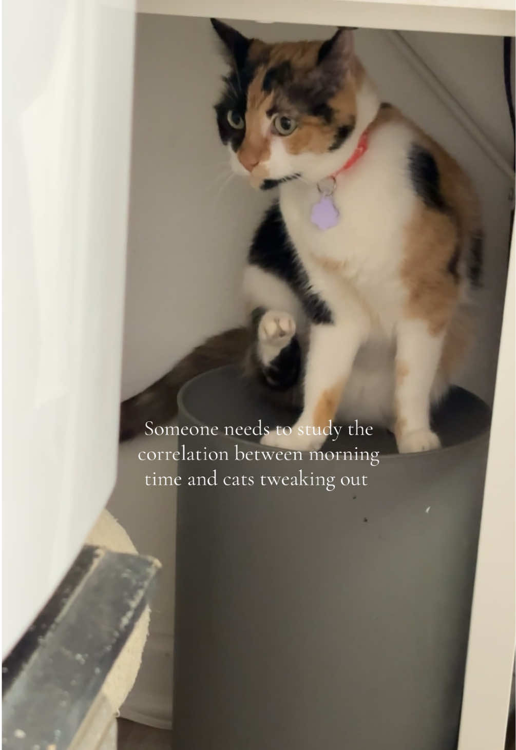 @Biggy smalls🐈⬛