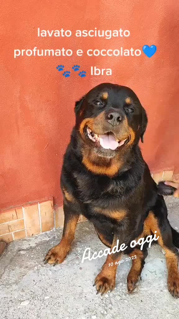 @la famiglia con i cani 🐾🥰