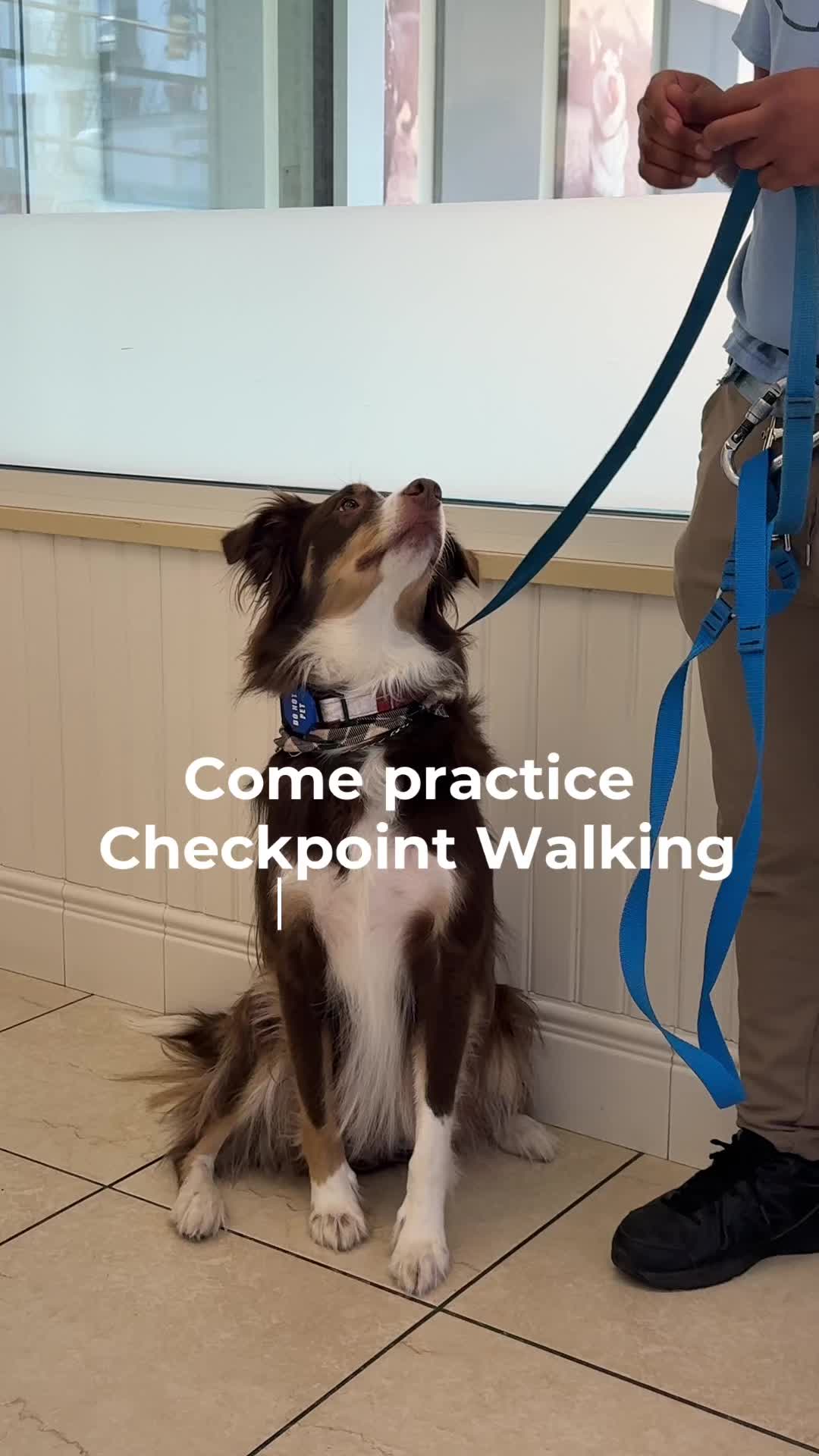 @Biscuits & Bath | Dog Retreat