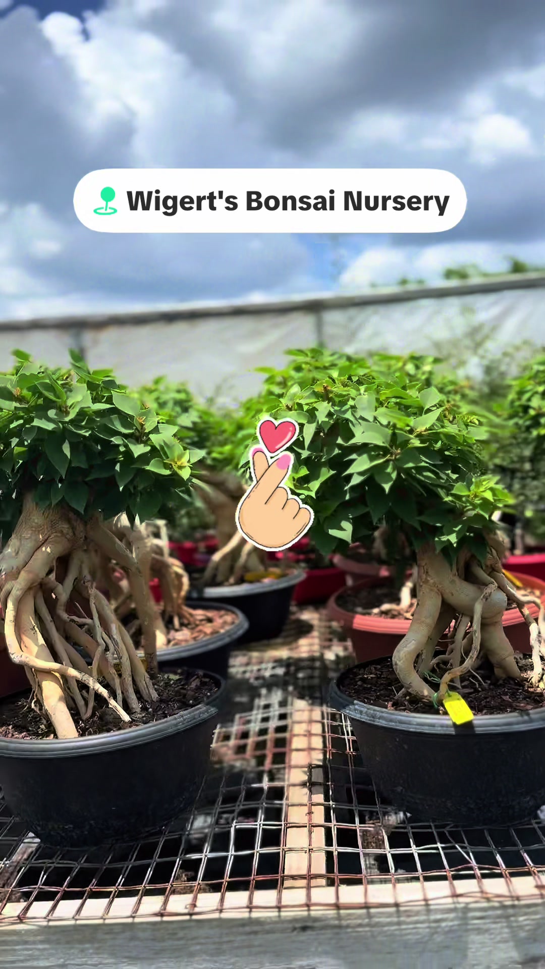 @BONZ&Aacute;IMBI&trade;️⛩️