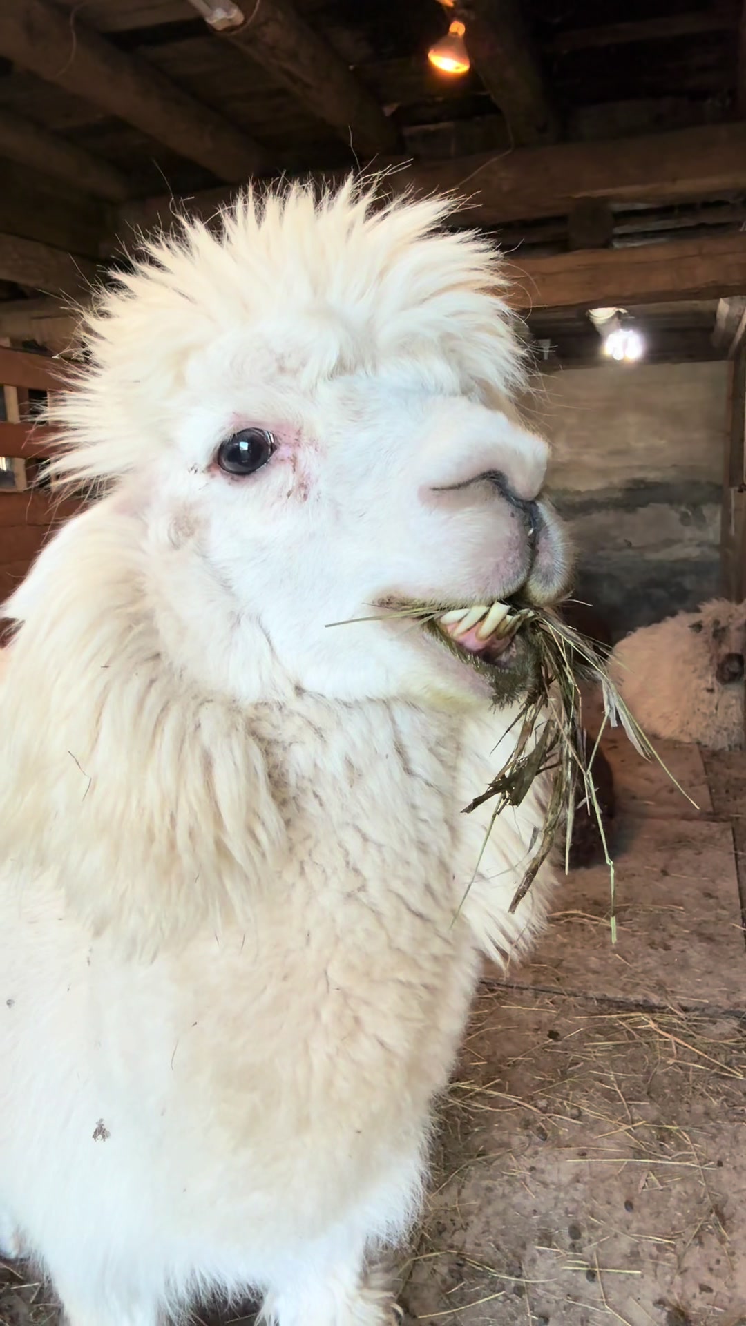 @Useless Farm