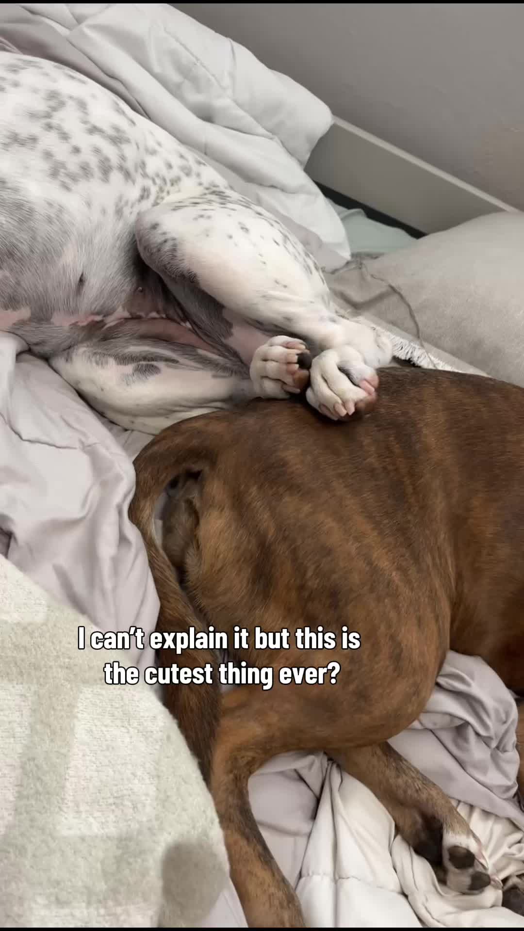 @StellatheDeafBulldane