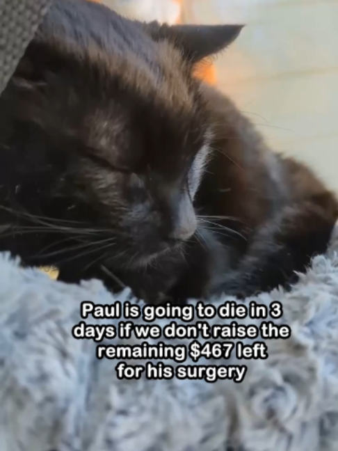 @Saving Paul the brave Cat!