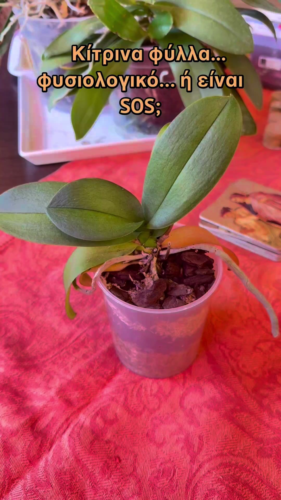 @All About Orchids