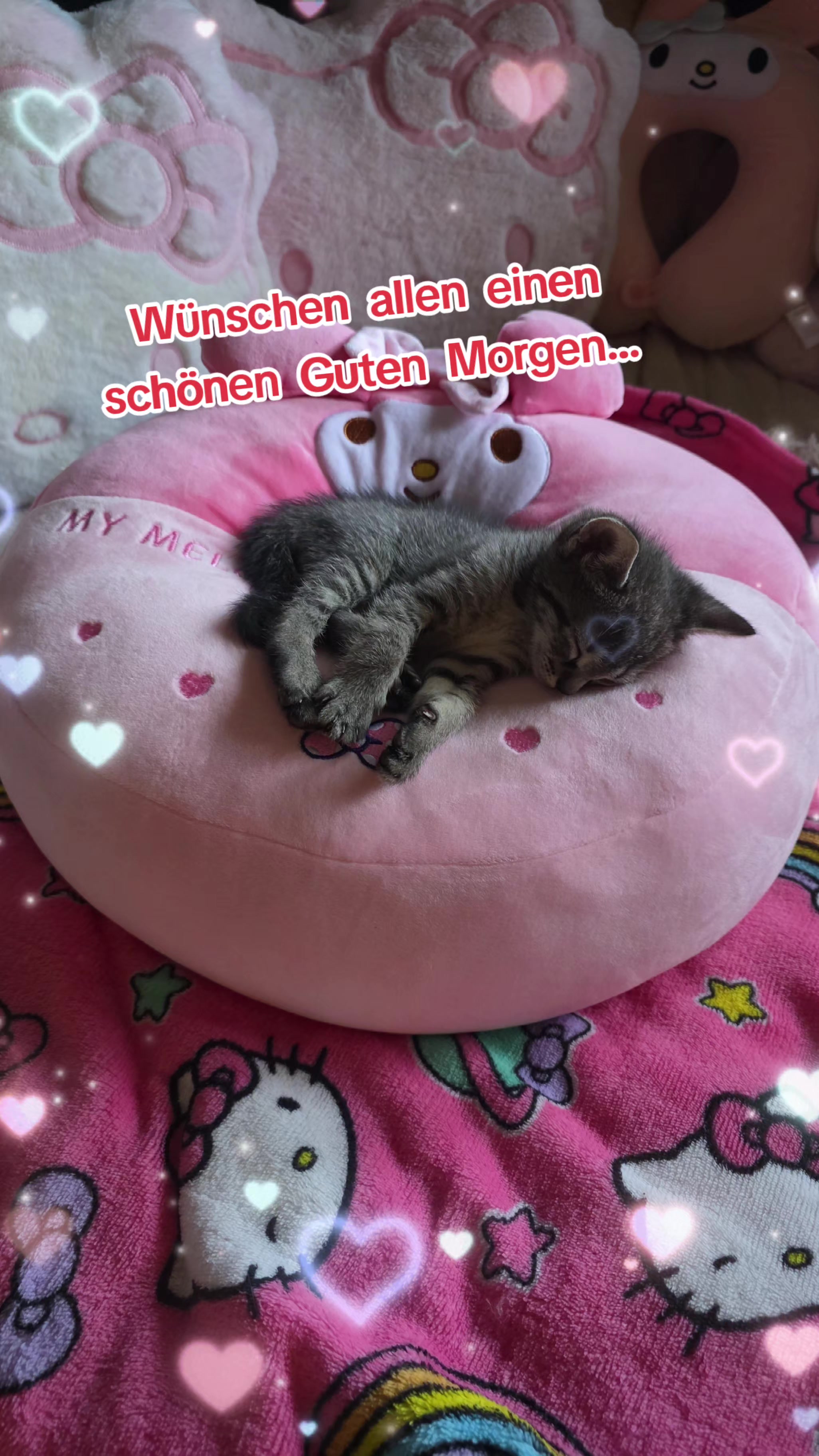 @šā¬š¼šš¦š šš the Catš¼šā¬