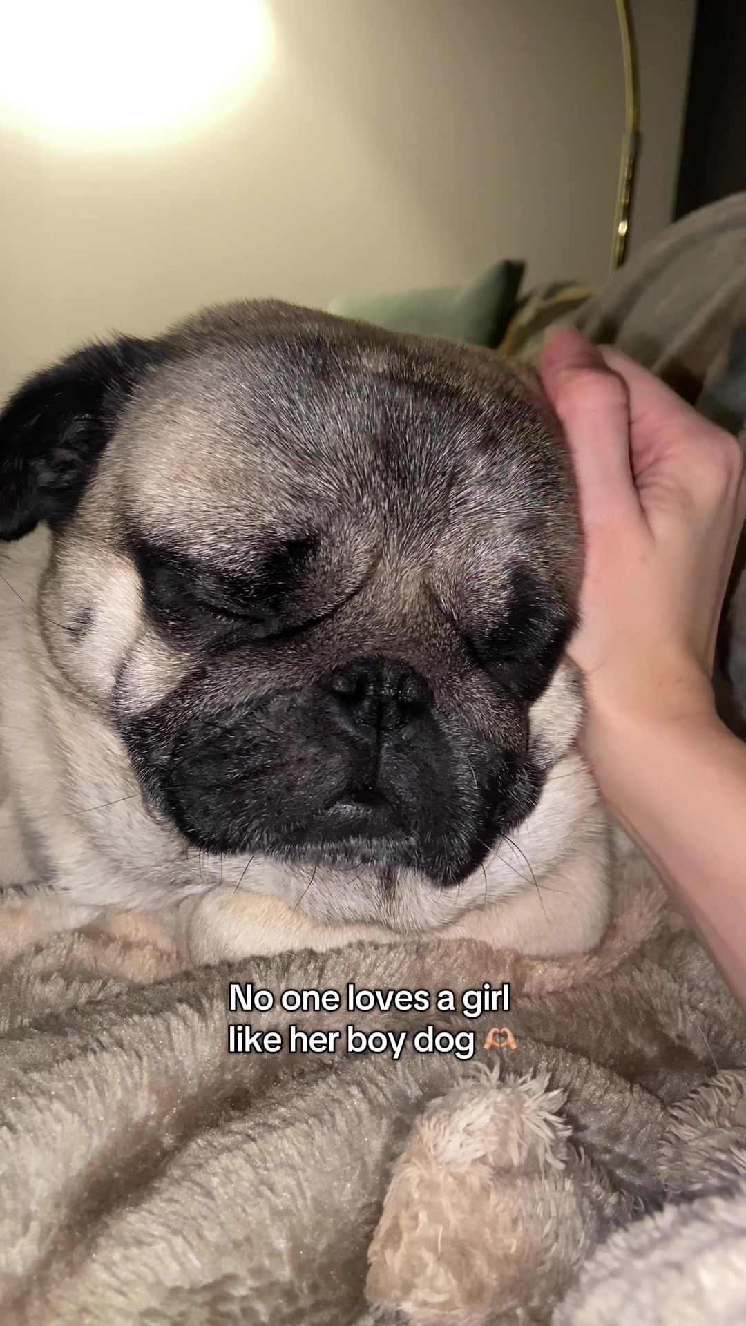 @Wee Winston The Pug