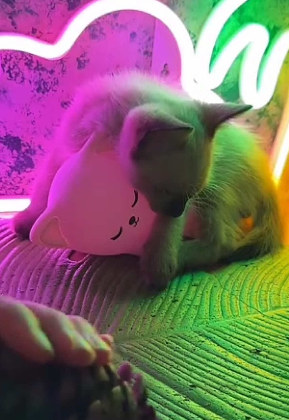 @Mirella ASMR