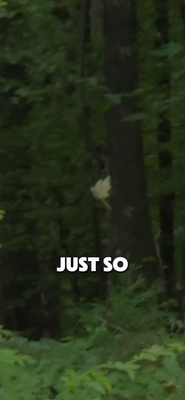 @LionWolv444
