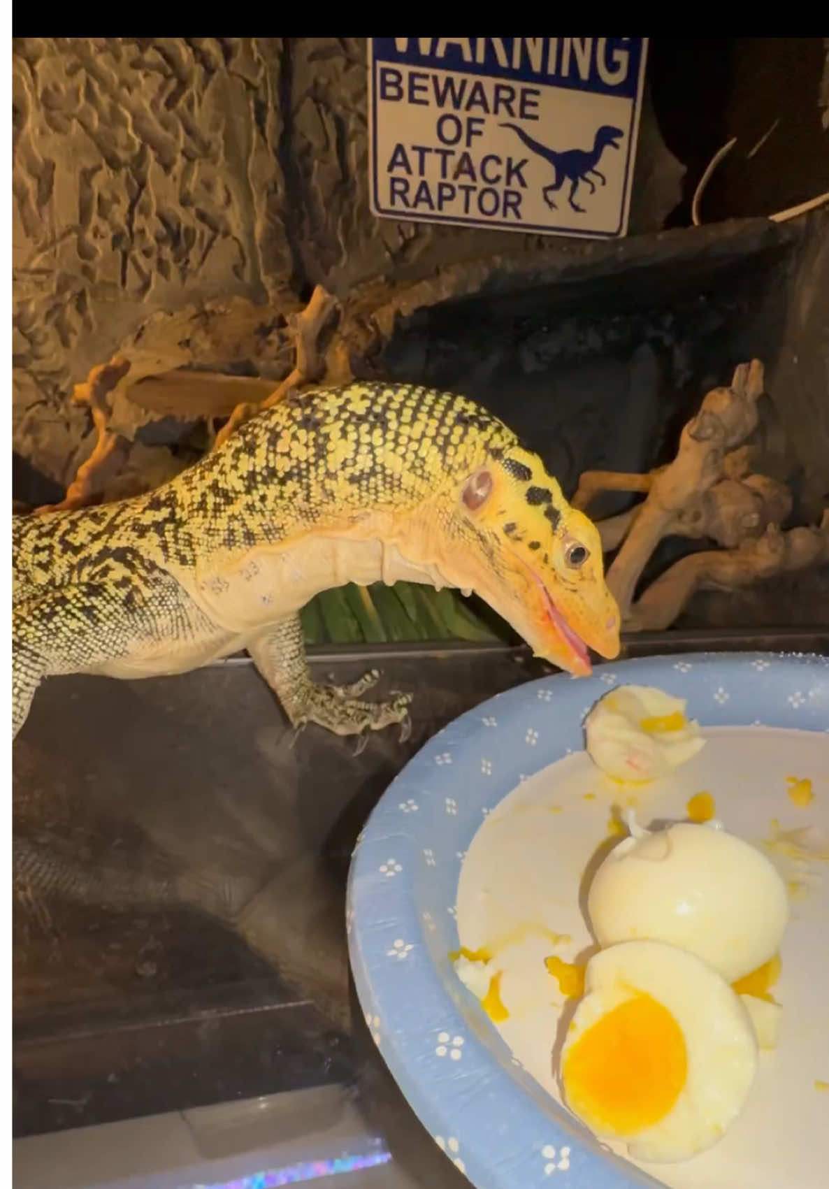 @Tommys_reptiles