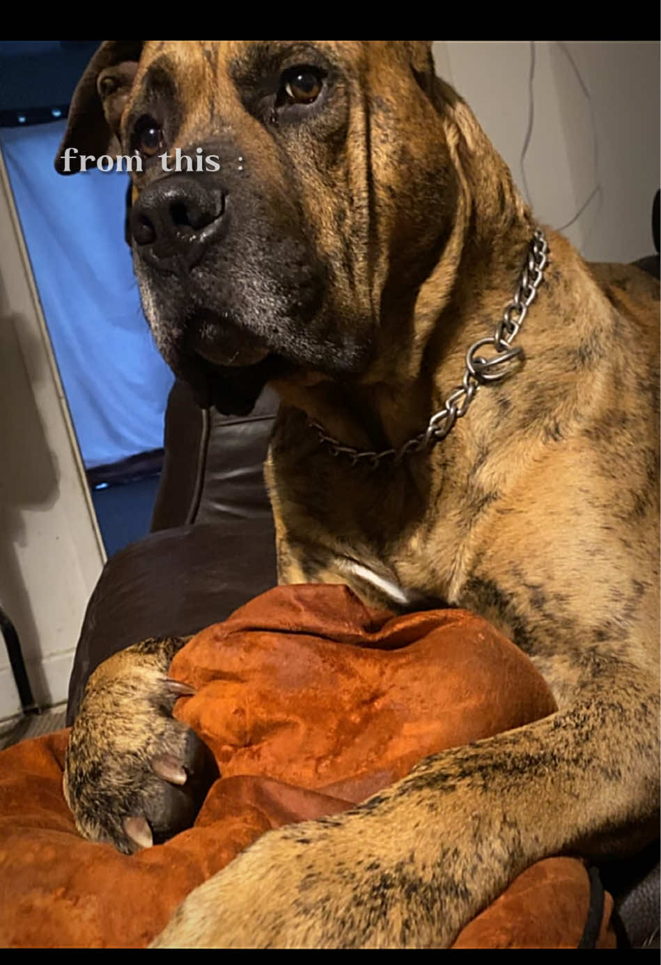 @Mooch 💖🍃 PRESA-CANARIO