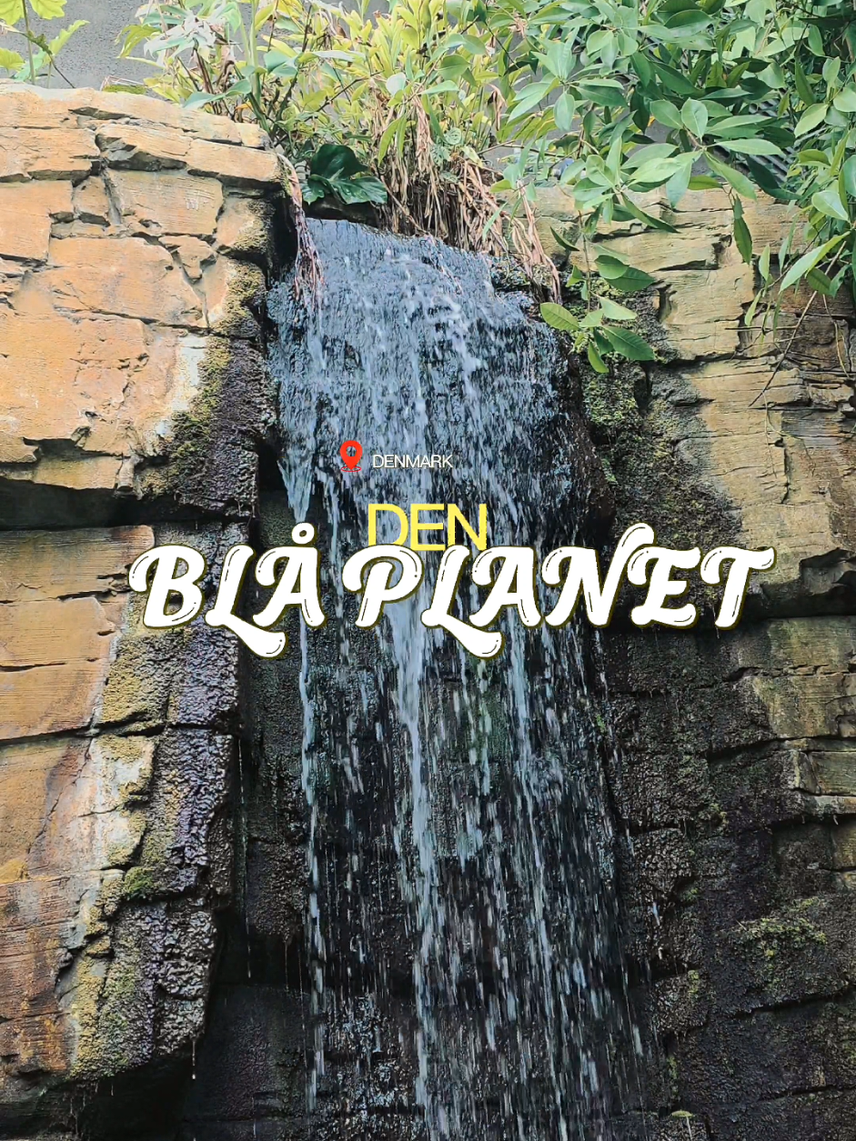 @Elena