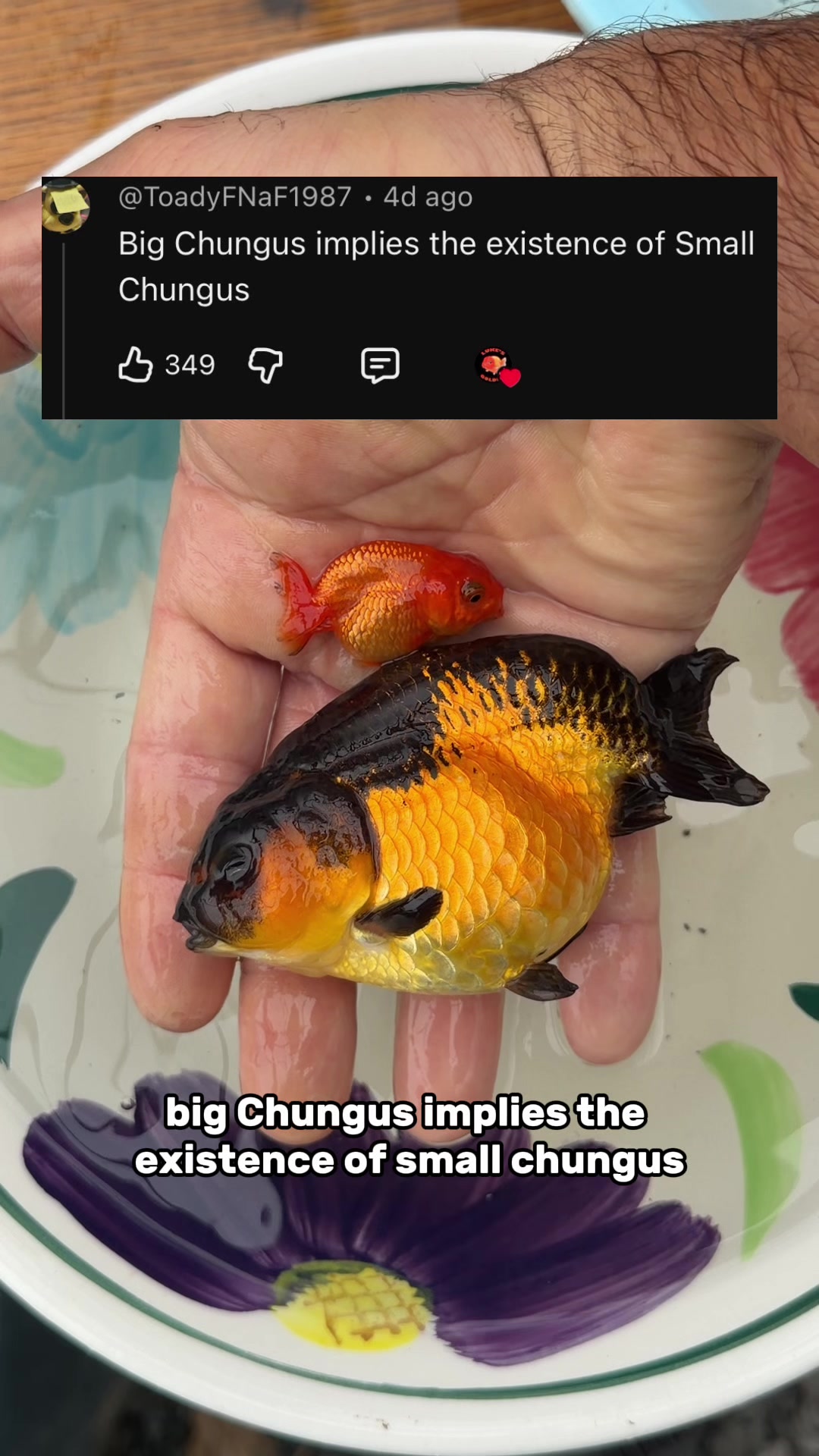 @The Goldfish Guy