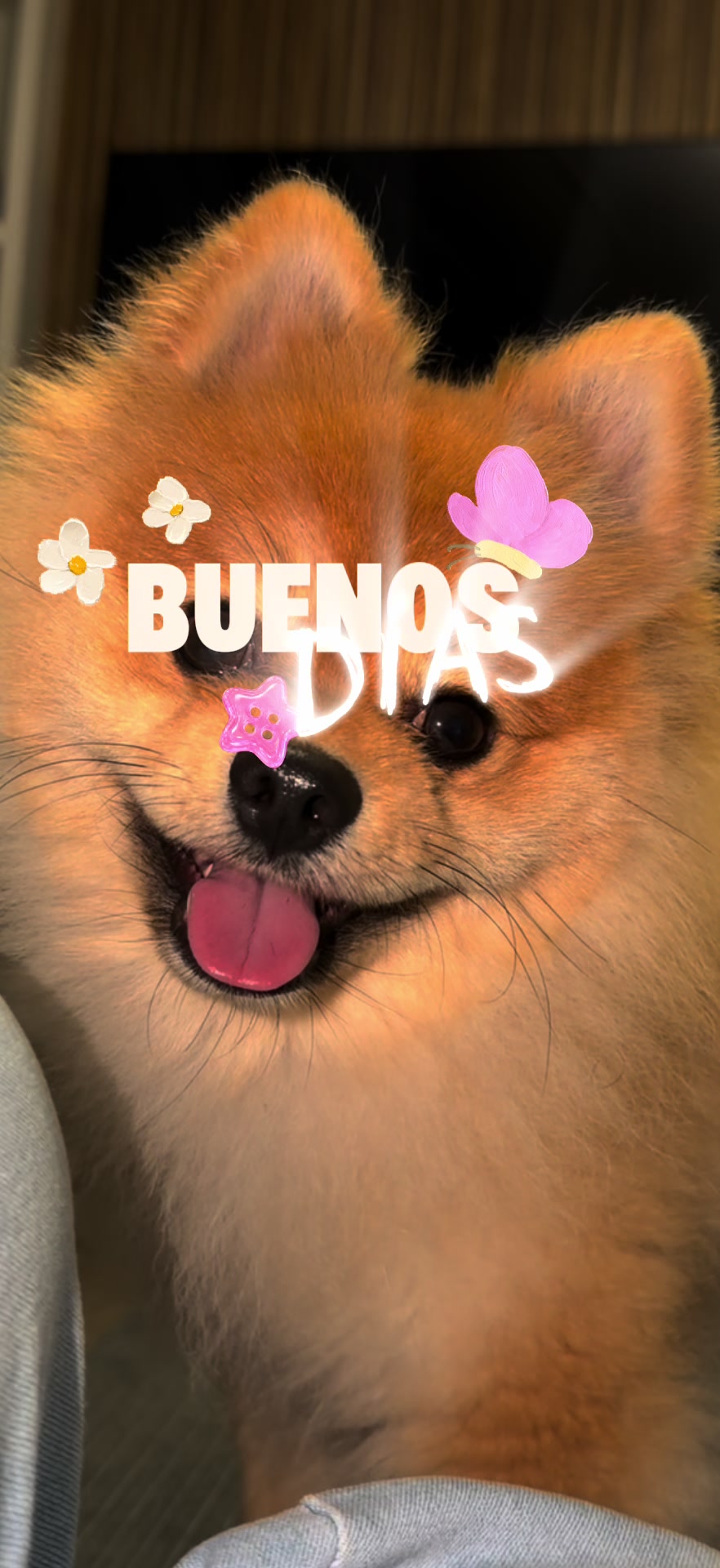 @Soy Copito