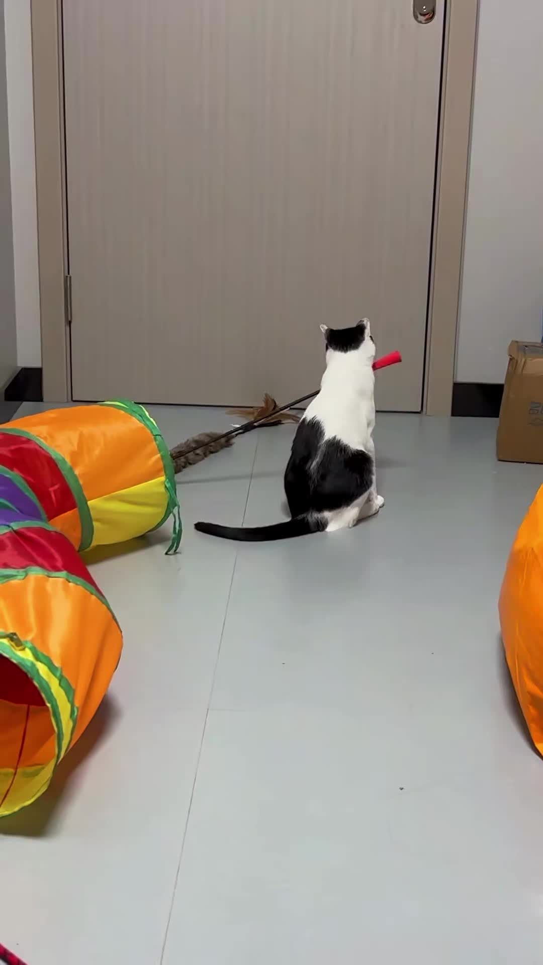 @Pets.VN