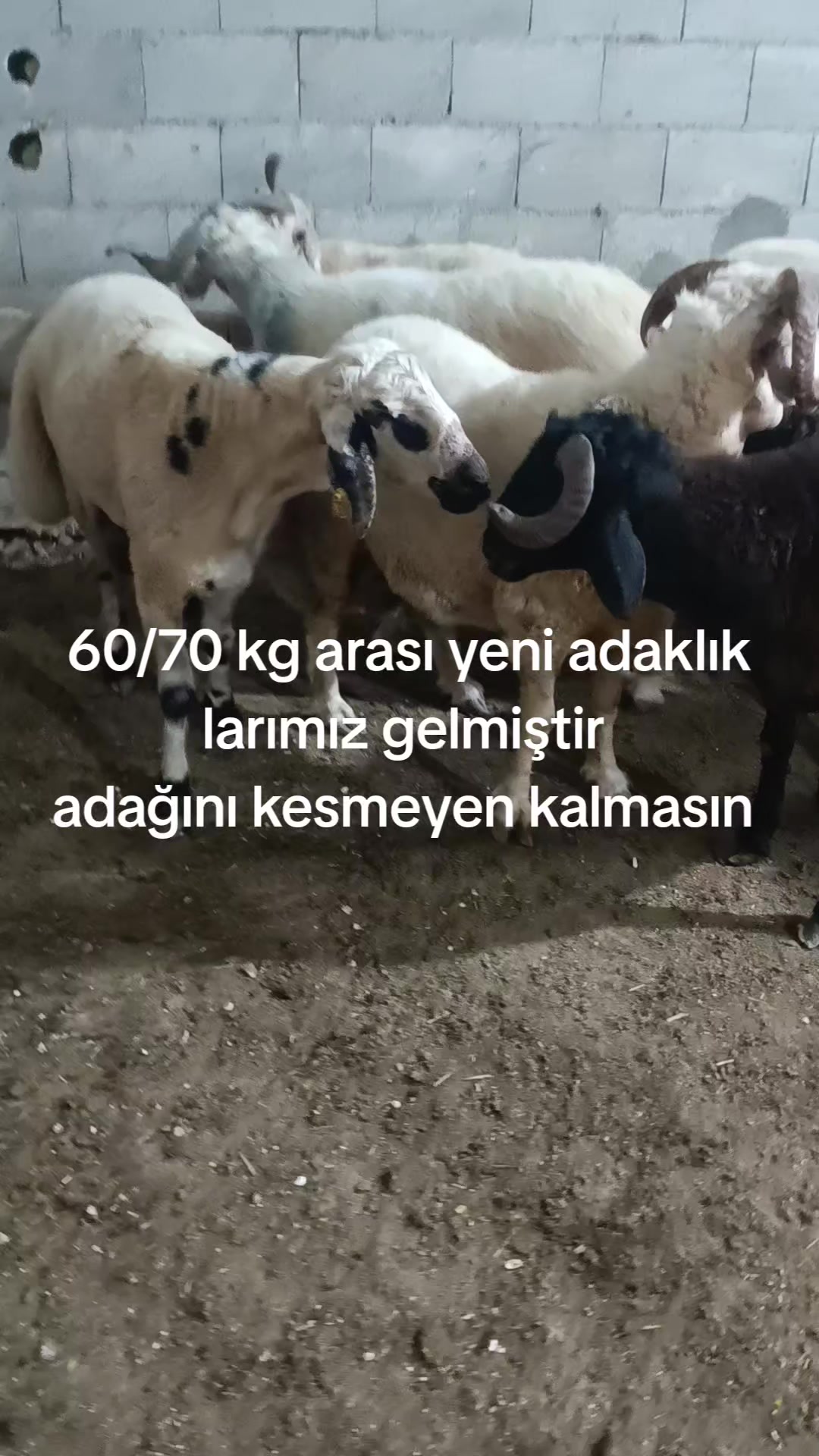 @Alp 🇹🇷🤘🐺27