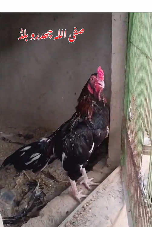 @Poultry Markaz