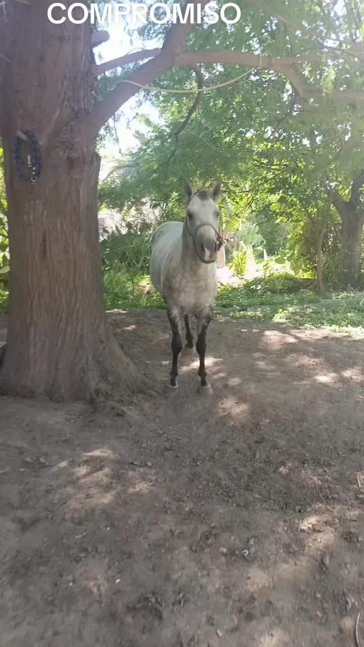 @🇲🇽EL CHAMÁN 🏇 🇲🇽