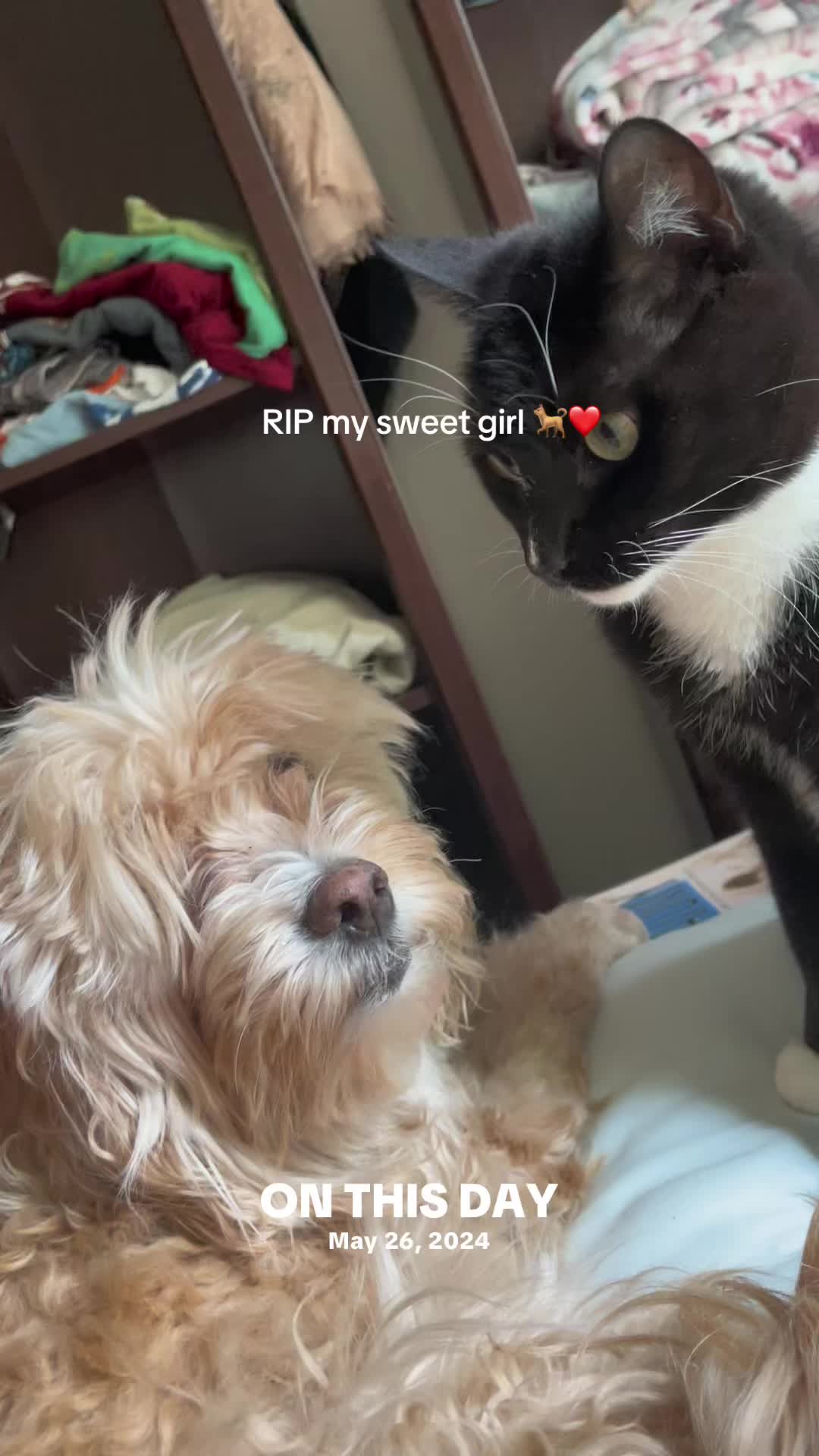 @Pablo & Luigi 🐾