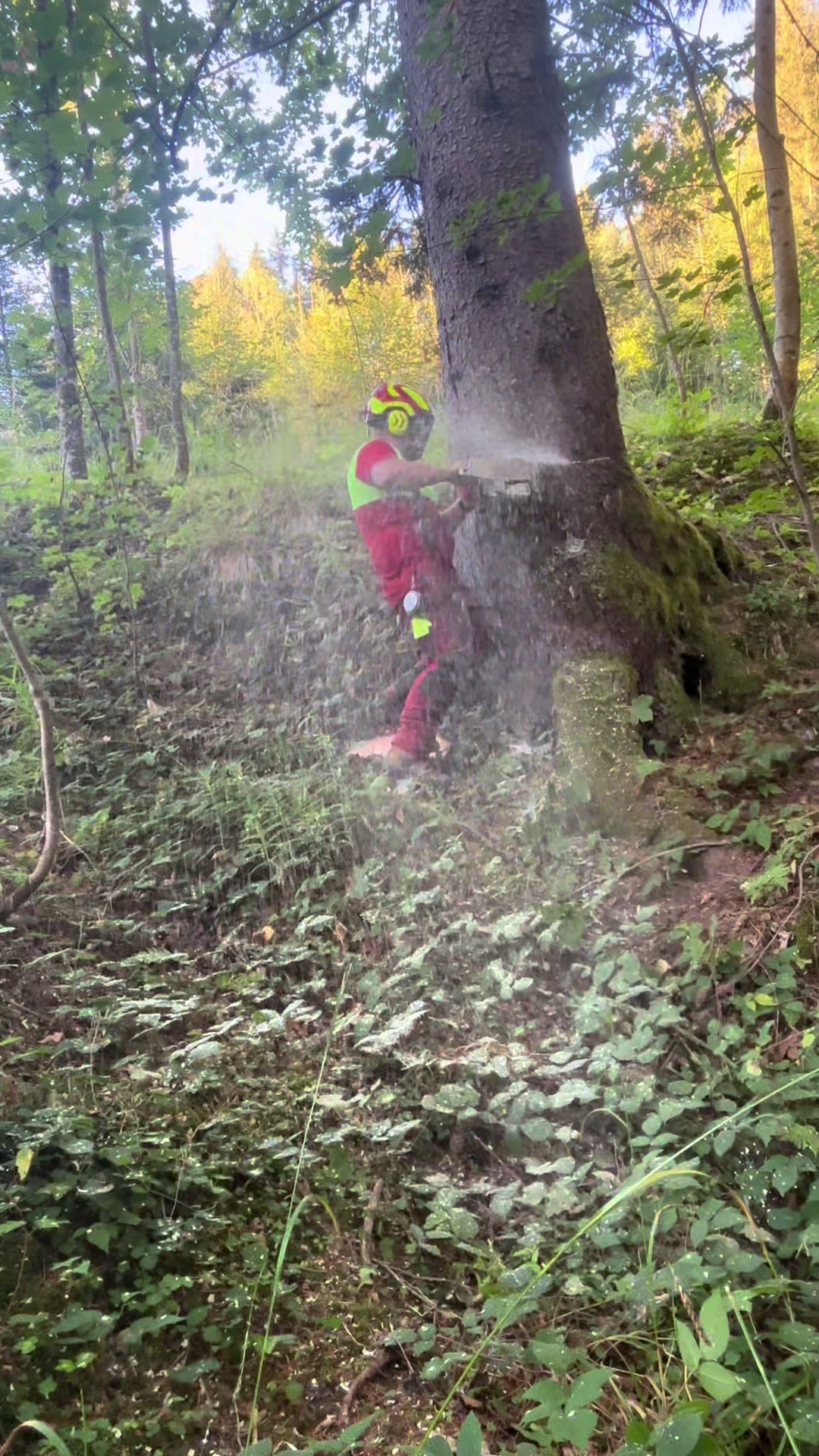 @Agrarius 🌲🇦🇹