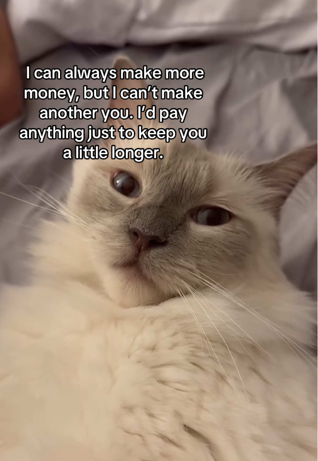 @3humans3cats