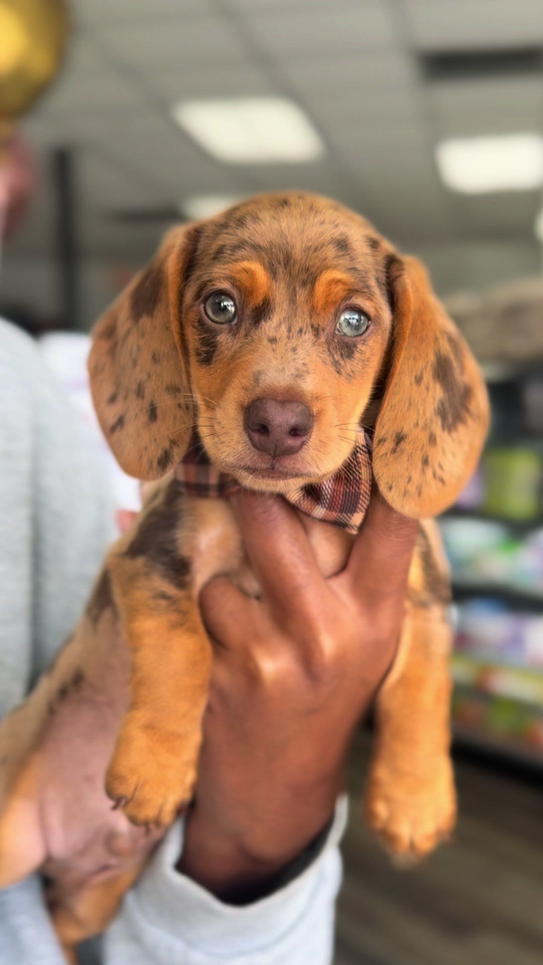 @Petland Bradenton