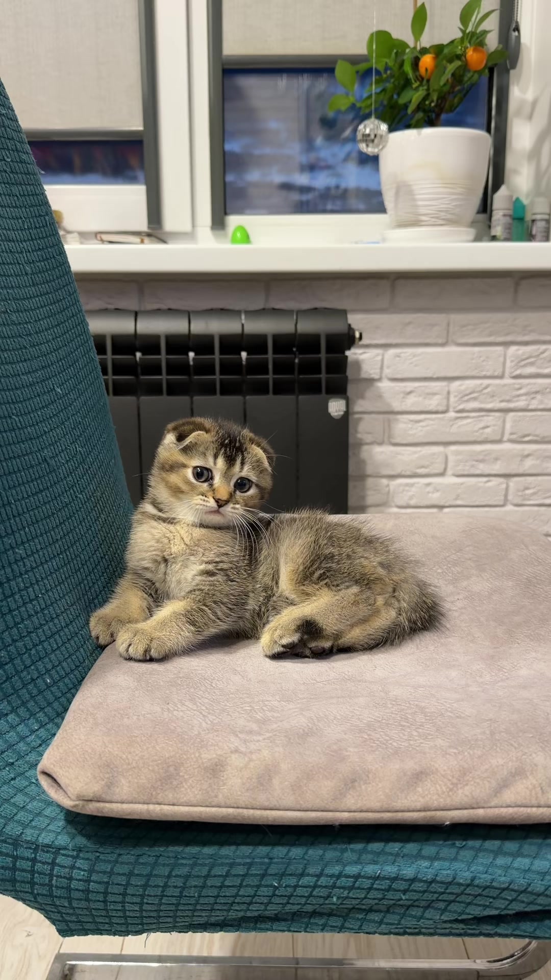 @Cat&Kittens