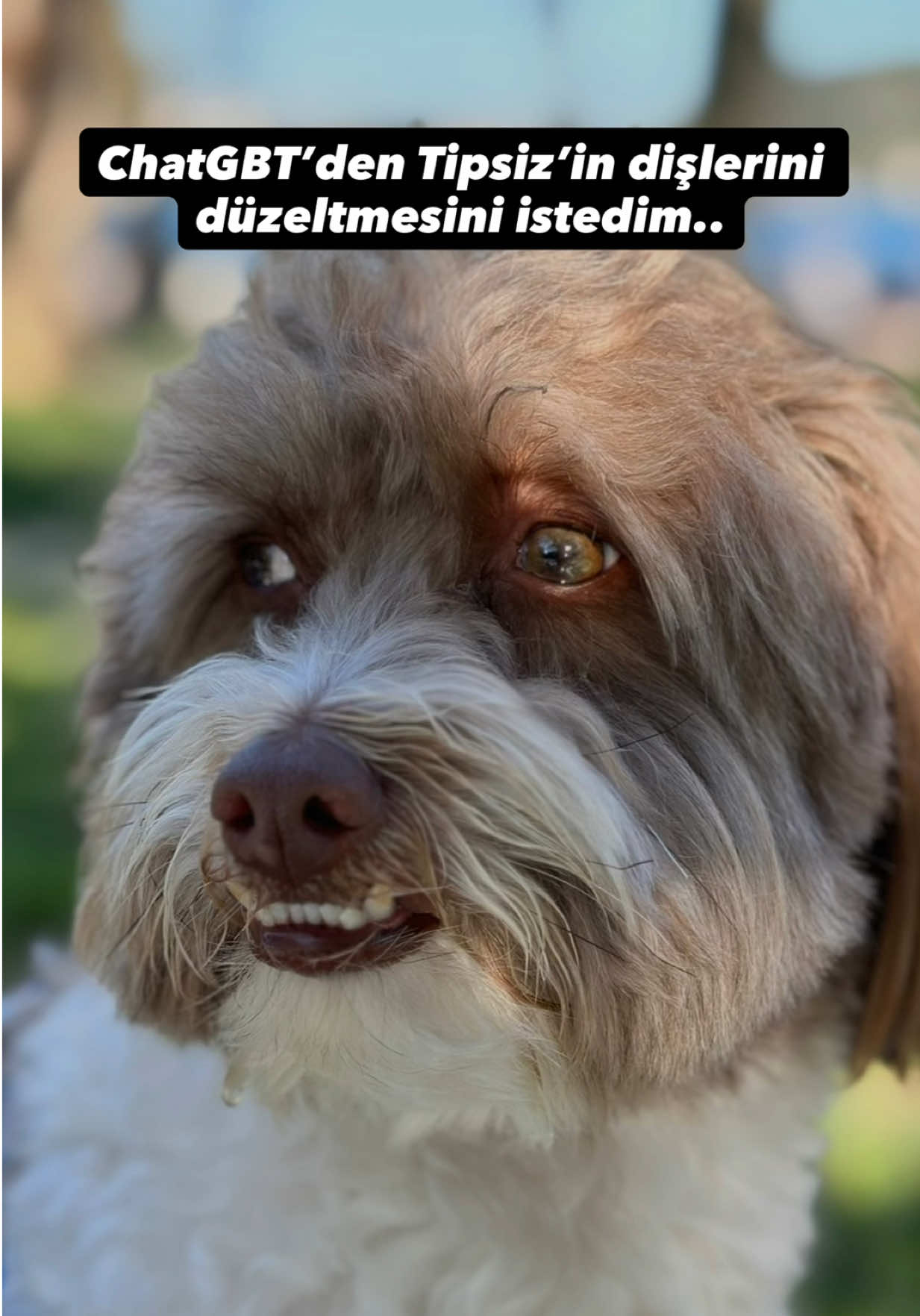 @Tipsiz Family