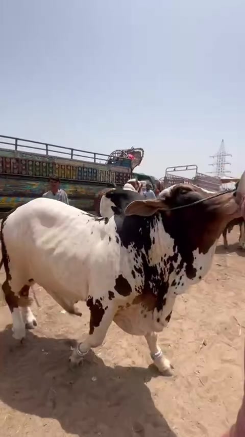 @MS Cattle Farm