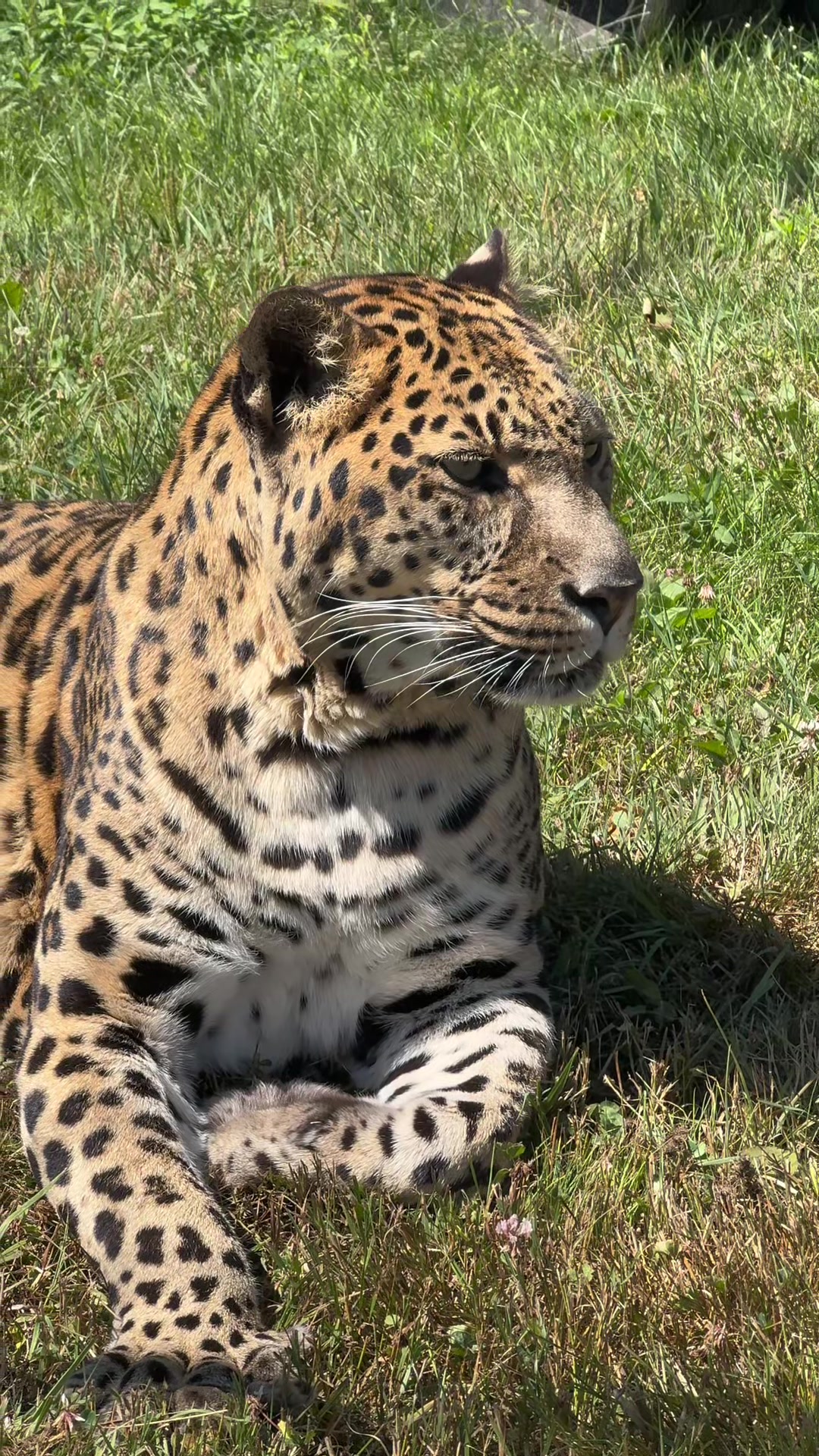 @The Wildcat Sanctuary