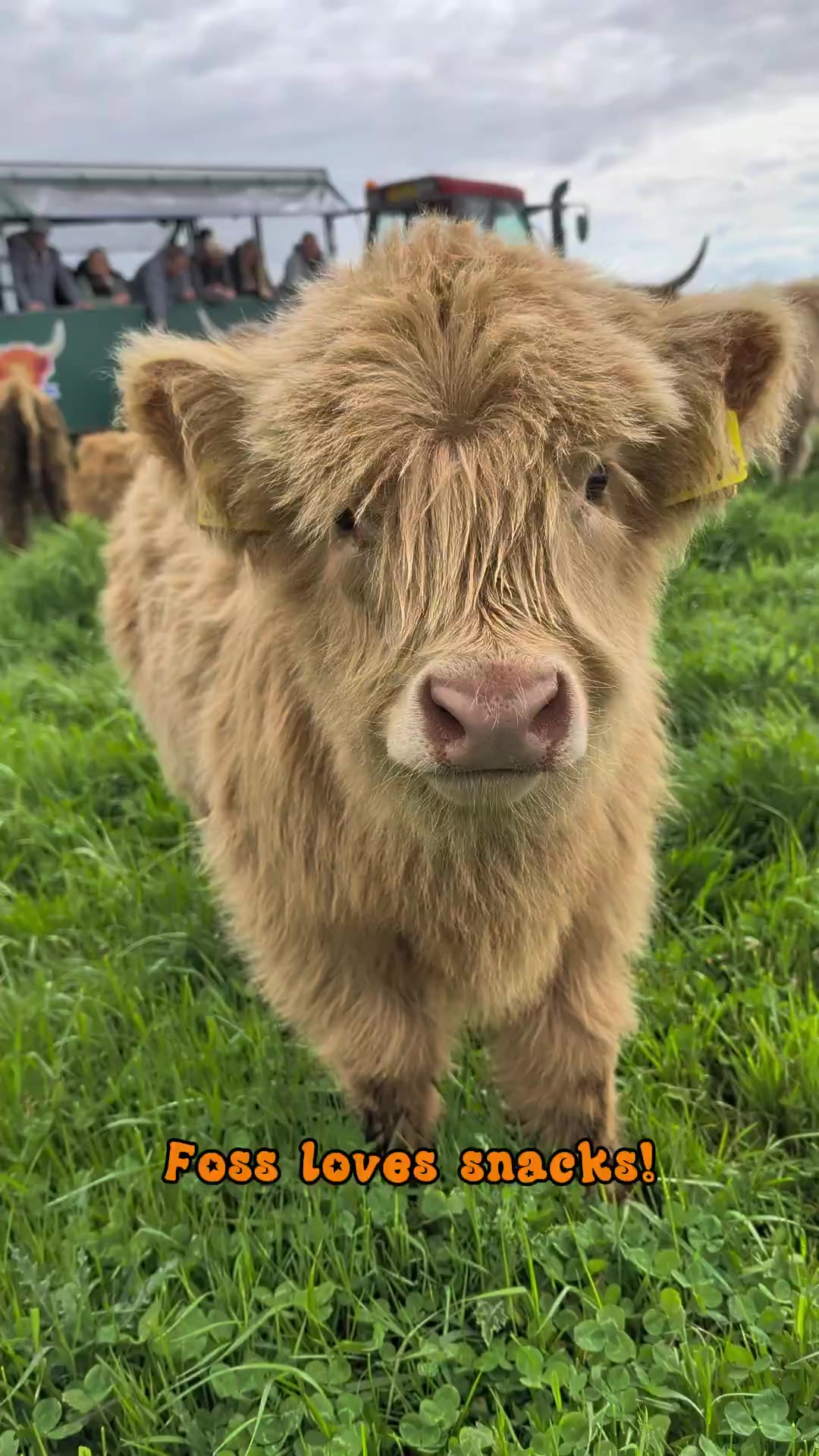@Dumble Farm Highland Cows