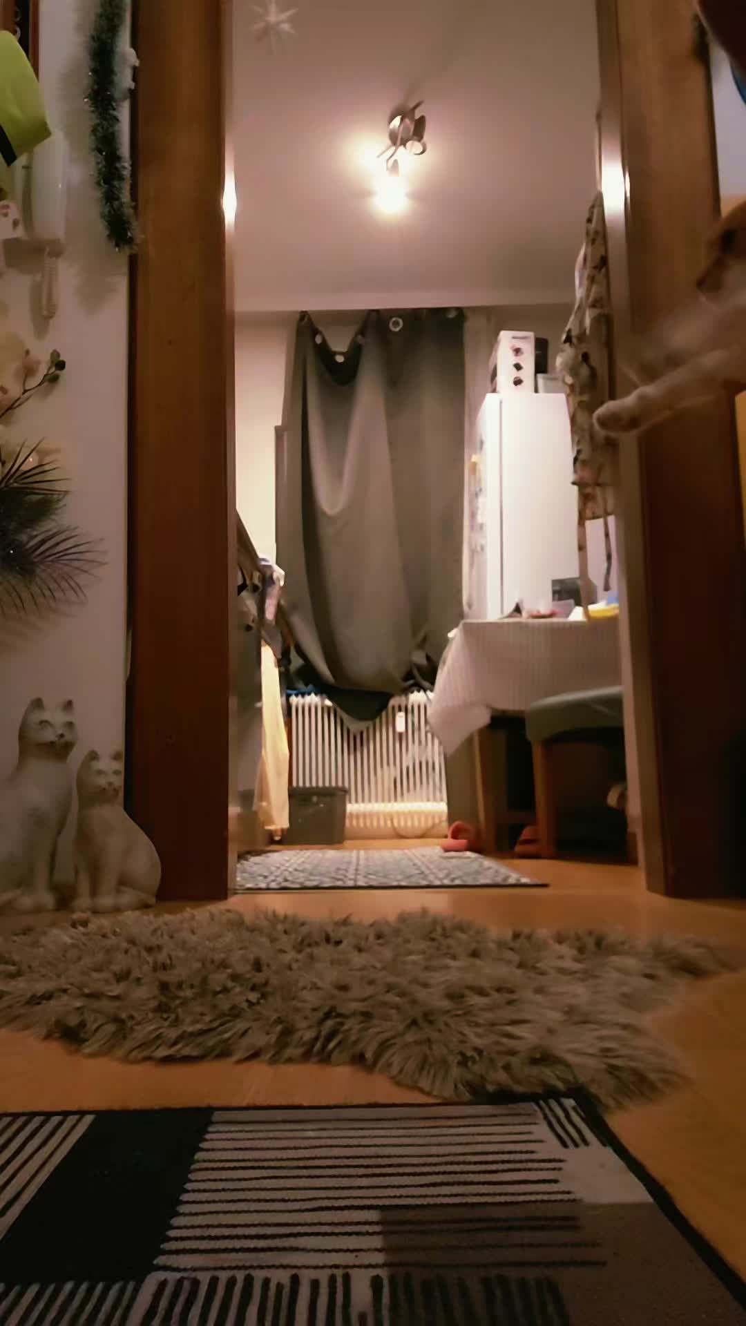 @♥️Katzenmama♥️