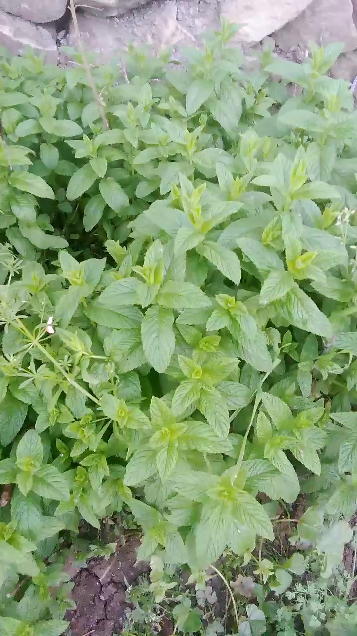 @القوات الخاصة 💪
