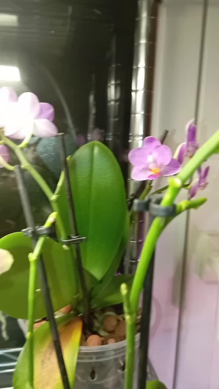 @🌿🌺🌿Orchid Mama 🌿🌺🌿