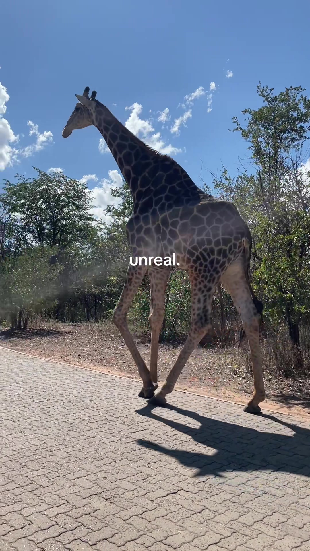 @Vanessa Malado