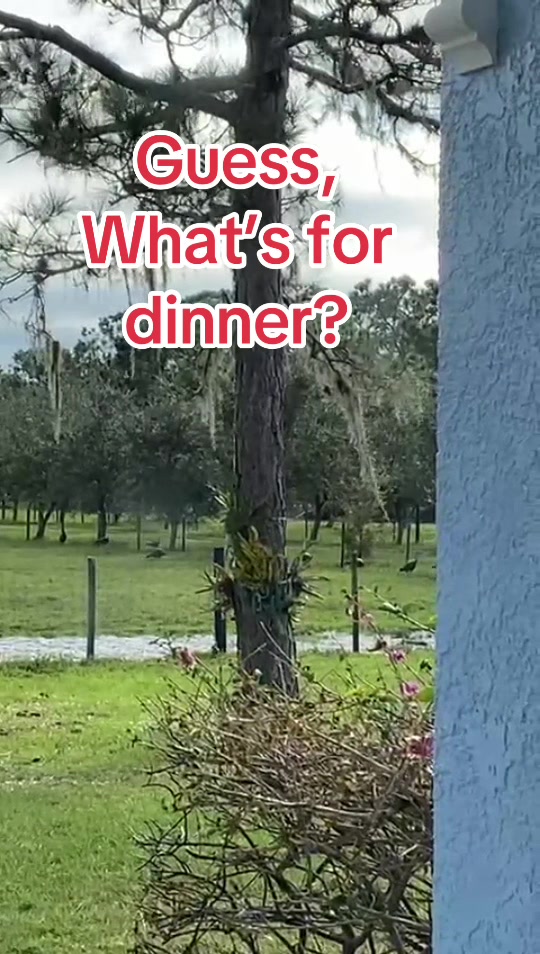 @Florida Land Guy