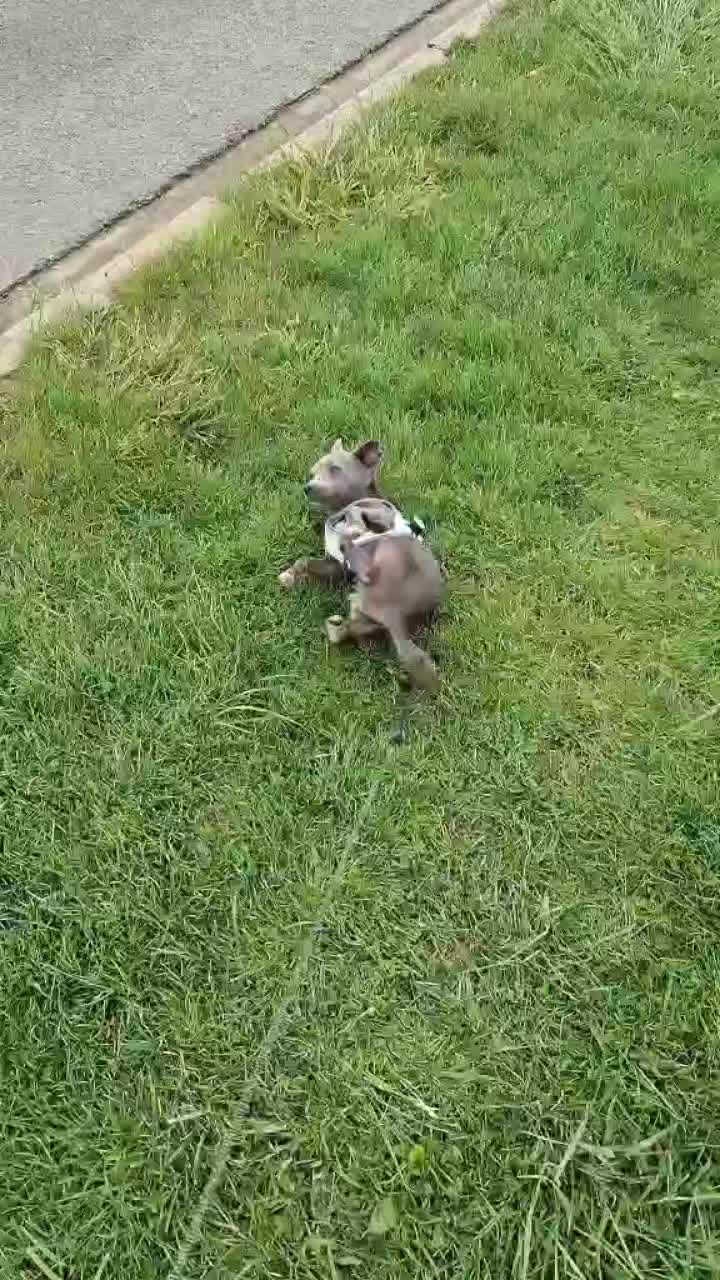 @Stéphy🐕🩷🤍🐶