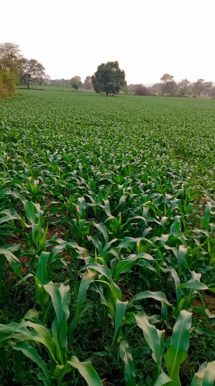 @Zortrax Agriculture Inc