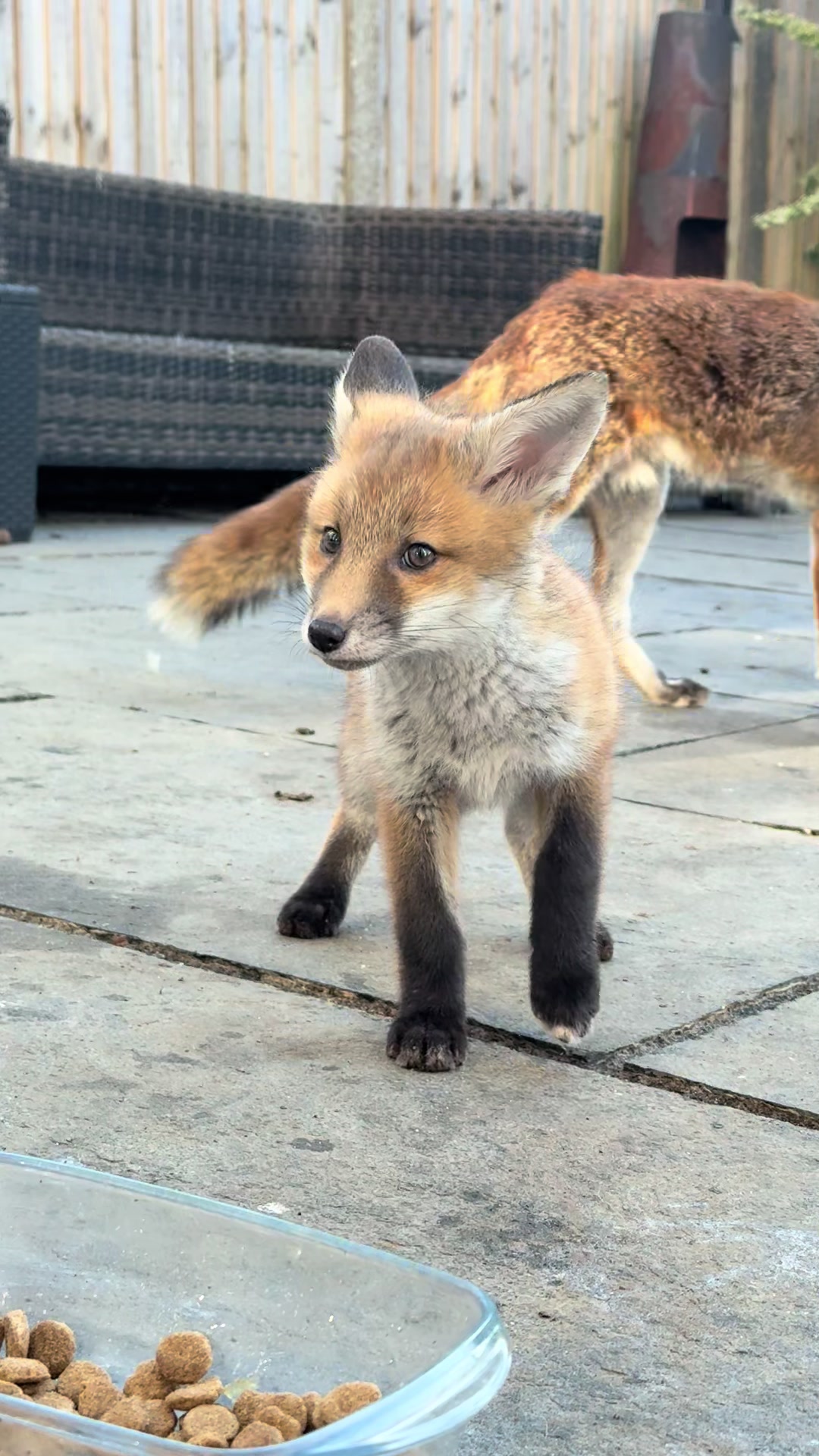 @gp_foxes