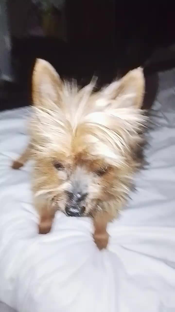 @petfamily4