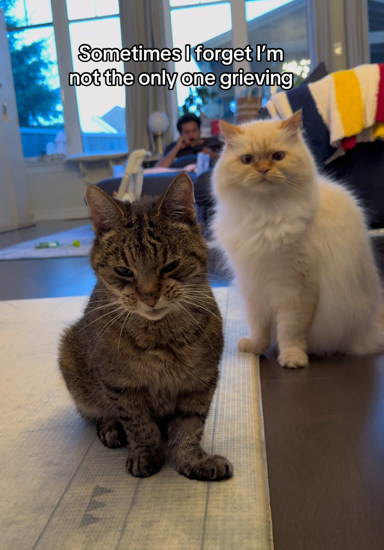 @Krista & Cats: BamBam & Bonnie