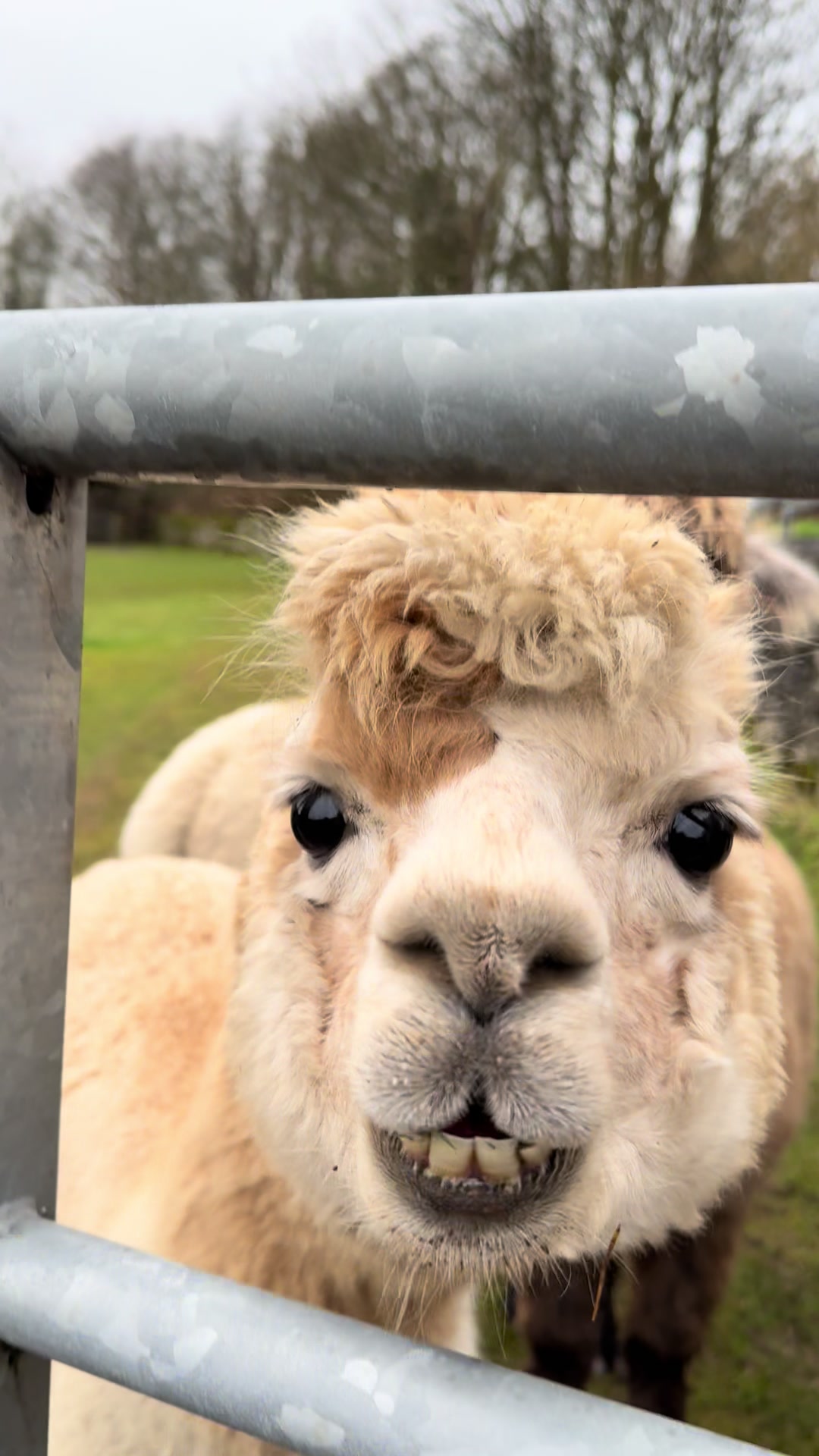 @Bardsea Alpacas and Llamas
