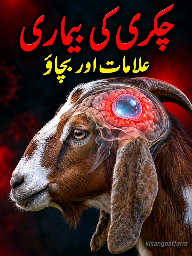@Kisan goat farm🐐