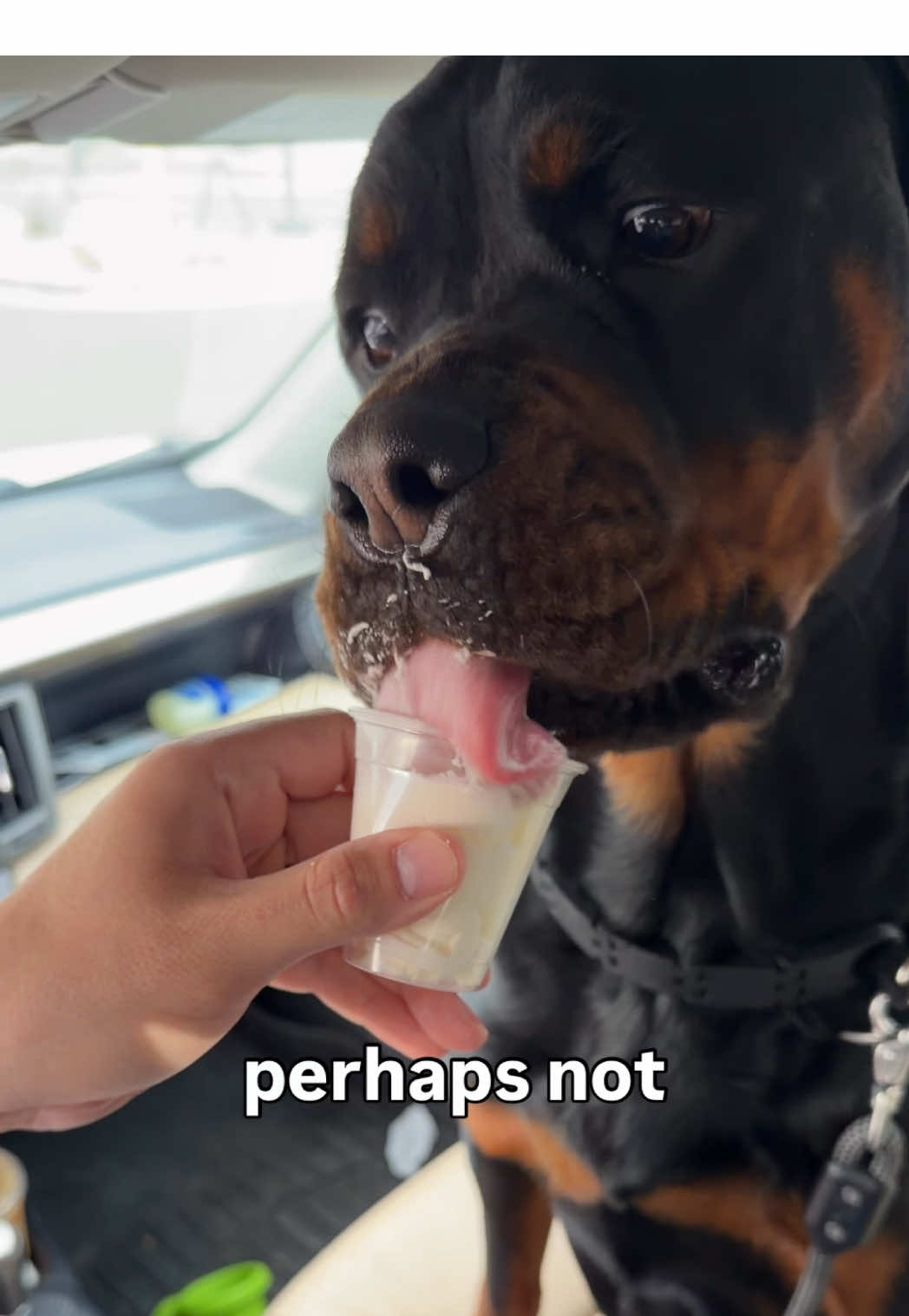 @Rex the Rottweiler