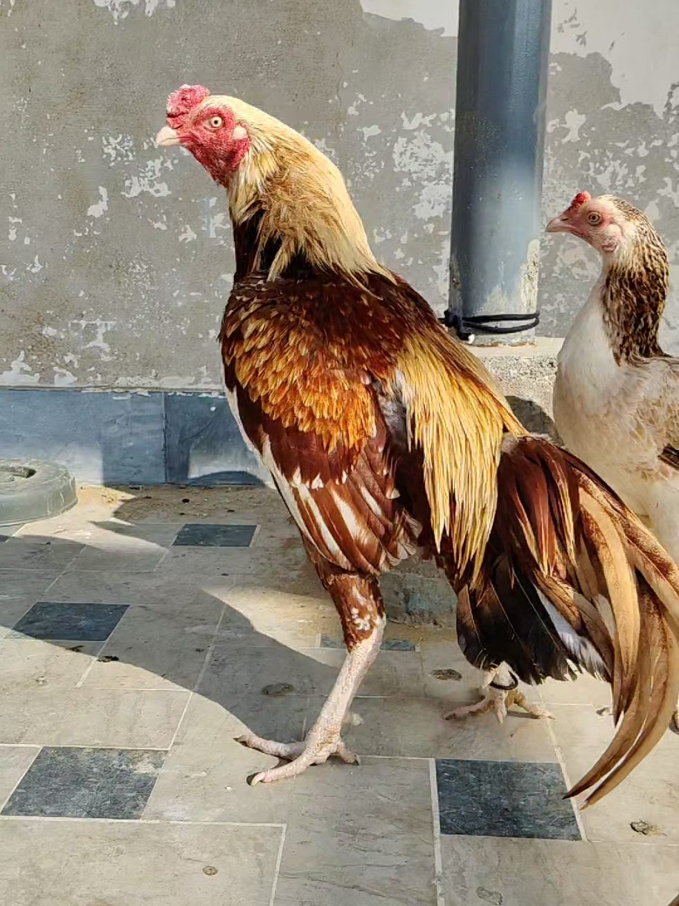 @AR Birds