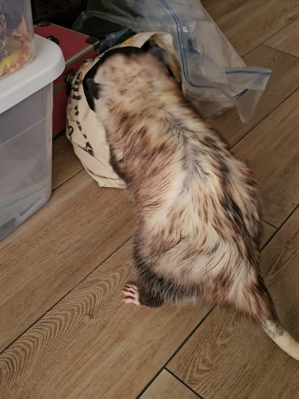 @OPOSSUMDAWGMOM